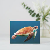 美しい緑のウミガメ ポストカード (スタンド正面)