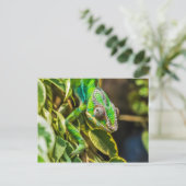 美しい緑のカメレオン ポストカード (スタンド正面)