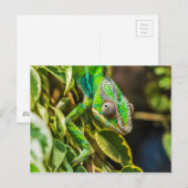 美しい緑のカメレオン ポストカード (正面/裏面)