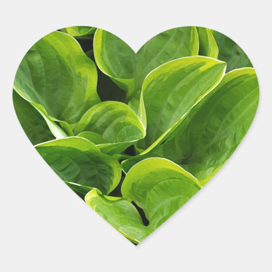 美しい緑のホスタ植物 ハートシール (正面)