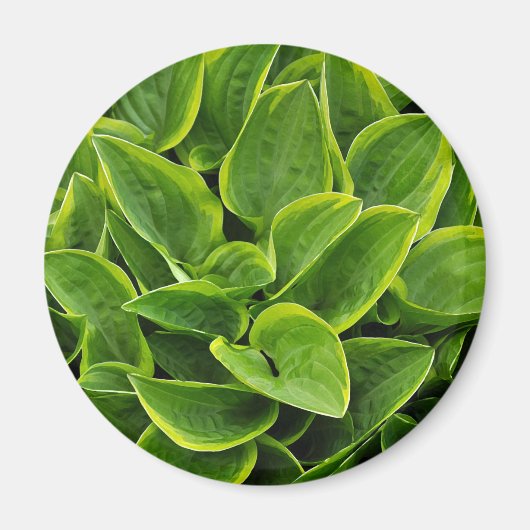 美しい緑のホスタ植物 マグネット (正面)