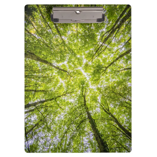 美しい緑の森 クリップボード (正面)