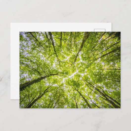 美しい緑の森 ポストカード (正面/裏面)