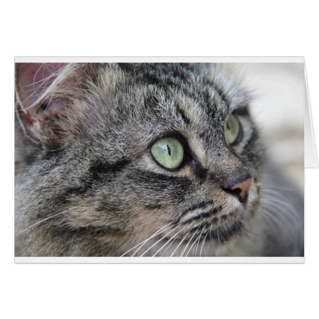 美しい緑の目をした猫 (正面横)