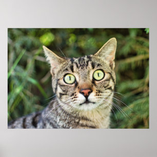 美しい緑色の目をした灰色のタビー猫のクローズアップ ポスター