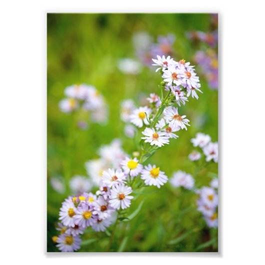 美しい線の写真 フォトプリント            (正面)