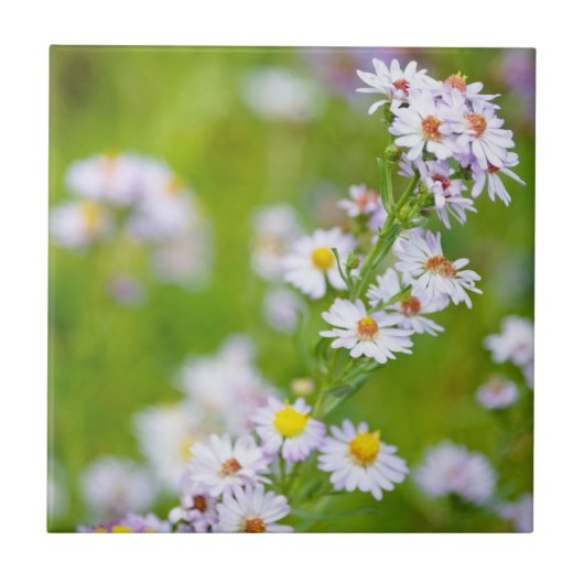 美しい線タイル タイル (正面)