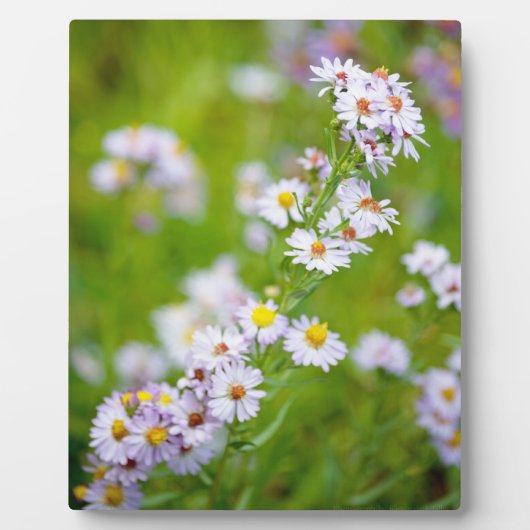 美しい線粥腫 フォトプラーク (正面)