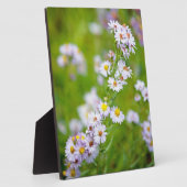 美しい線粥腫 フォトプラーク (側面)