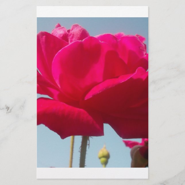 美しい美しい天体バラ赤と青 (正面)