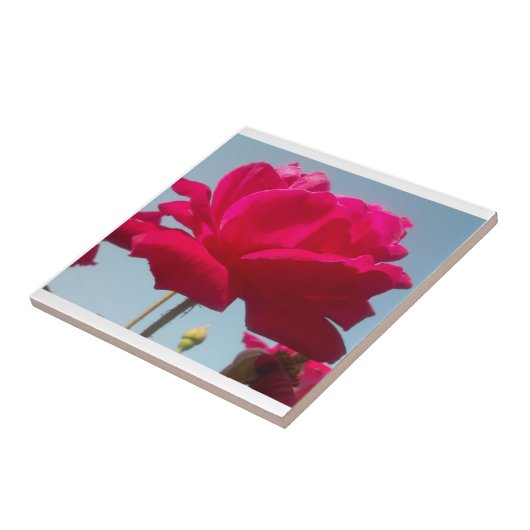 美しい美しい天体バラ赤と青 タイル (側面)