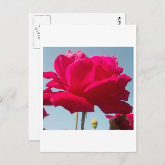 美しい美しい天体バラ赤と青 ポストカード (正面/裏面)