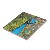 美しい羽をした孔雀の鳥 タイル (側面)