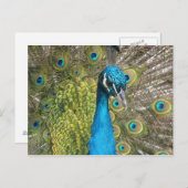 美しい羽をした孔雀の鳥 ポストカード (正面/裏面)
