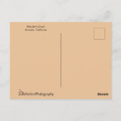 美しい羽を持つマンダリンアヒル ポストカード (裏面)