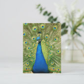 美しい羽毛の孔雀の写真 ポストカード (スタンド正面)