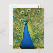 美しい羽毛の孔雀の写真 ポストカード (正面/裏面)