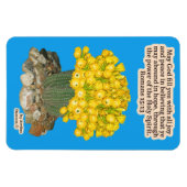 美しい聖火サボテン聖なる書物、 経典ローマ人15:13 マグネット (横)