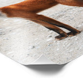 美しい肌の野生の赤いキツネ フォトプリント            (角)