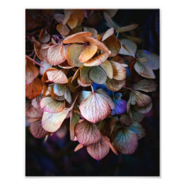 美しい自然花写真 フォトプリント           