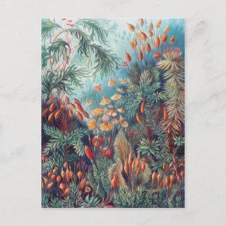 美しい自然 – コケ ポストカード