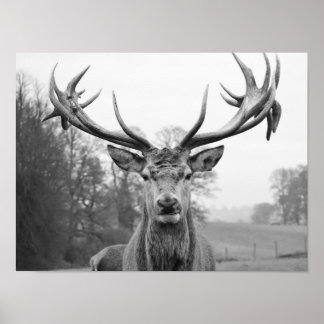 美しい自然 ポスター