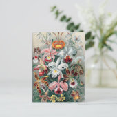 美しい自然 – 蘭 ポストカード (スタンド正面)