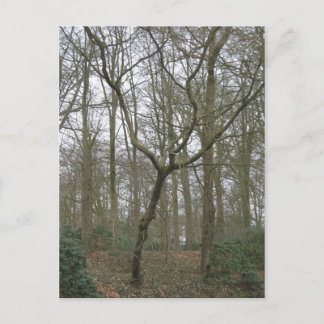 美しい自然Iは、醜い郵便はがきのコレクションを送ります ポストカード