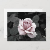 美しい色あせたピンクのローズプリント ポストカード (正面/裏面)