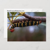 美しい色の毛虫 ポストカード (正面/裏面)