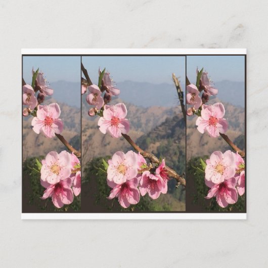 美しい花のインドUttraKHANDのフルーツのプランテーション ポストカード (正面)