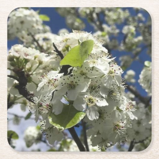 美しい花のコースターセット スクエアペーパーコースター (正面)