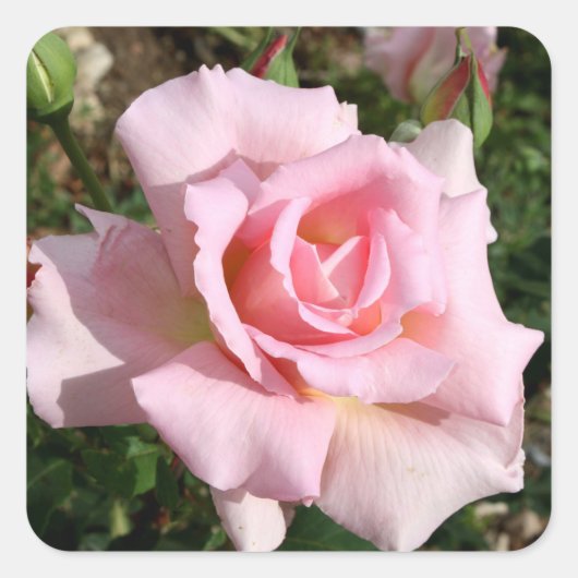 美しい花のステッカーセット スクエアシール (正面)