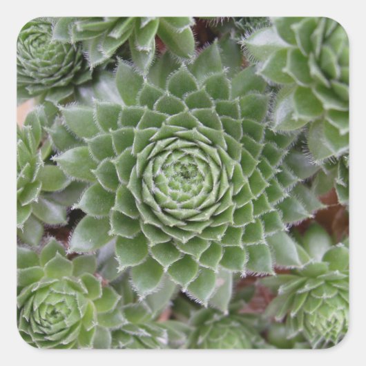 美しい花のステッカーセット スクエアシール (正面)