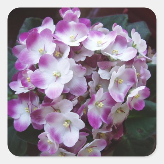 美しい花のステッカーセット スクエアシール (正面)