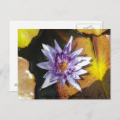 美しい花のポストカード ポストカード (正面/裏面)