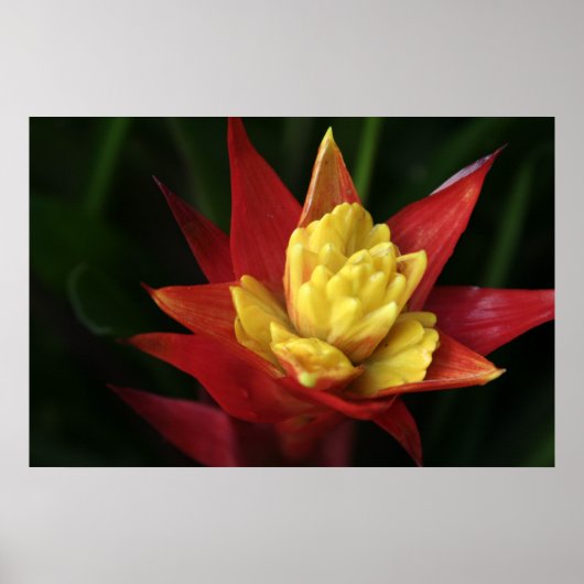 美しい花 ポスター (正面)