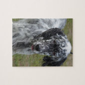 美しい英国セッター犬 ジグソーパズル (横)