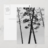 美しい茎の花 ポストカード (正面/裏面)