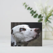 美しい茶色と白のダルマティア人 ポストカード (スタンド正面)