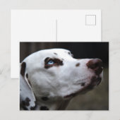 美しい茶色と白のダルマティア人 ポストカード (正面/裏面)