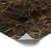 美しい茶色のグリズリーベア ポスター (角)