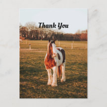 美しい茶色のペイントドラフト馬の写真ありがとう