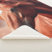 美しい茶色のモーガンサラブレッドの馬 シェルパブランケット (3/4)