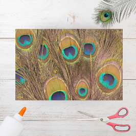 美しい茶色の孔雀の羽 薄葉紙