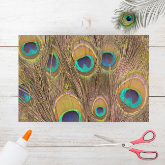 美しい茶色の孔雀の羽 薄葉紙