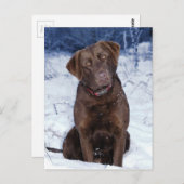 美しい茶色の犬のデザイン ポストカード (正面/裏面)