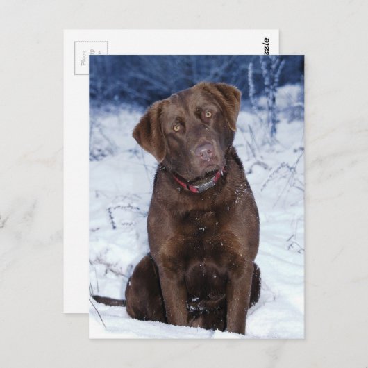 美しい茶色の犬のデザイン ポストカード (正面/裏面)