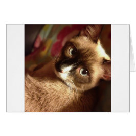 美しい茶色の猫