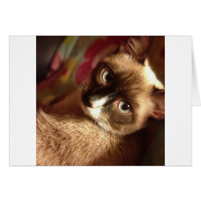 美しい茶色の猫 (正面横)